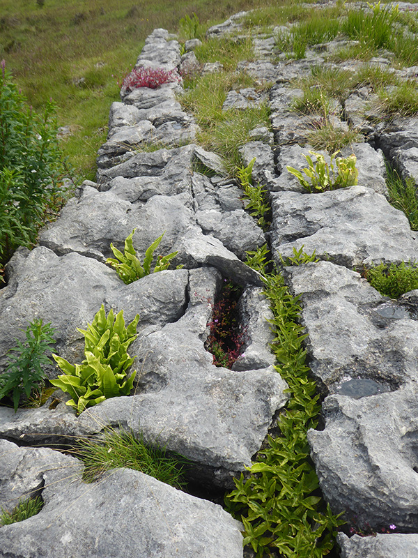 Ann Lingard, writer, author novelist, UK