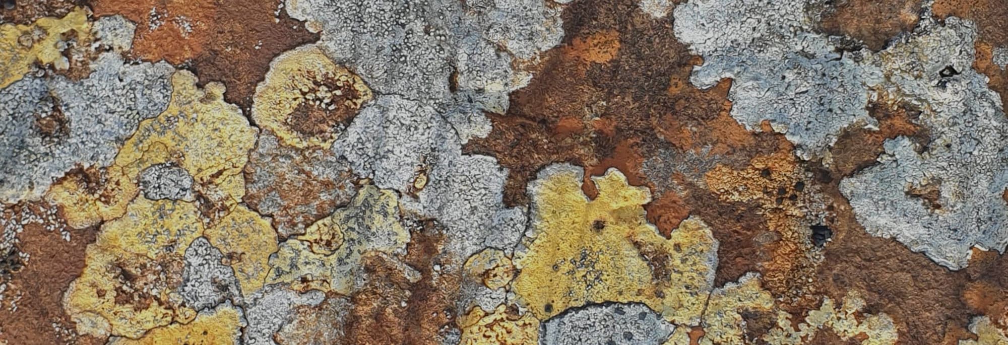 Ann Lingard, writer, author novelist, UK